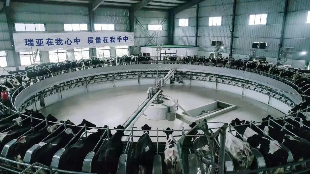 米兰app登录入口_米兰online(中国)丨国家奶牛产业技术体系首席科学家、中国农业大学教授李胜利一行莅临米兰app登录入口_米兰online(中国)鲁山瑞亚参观调研