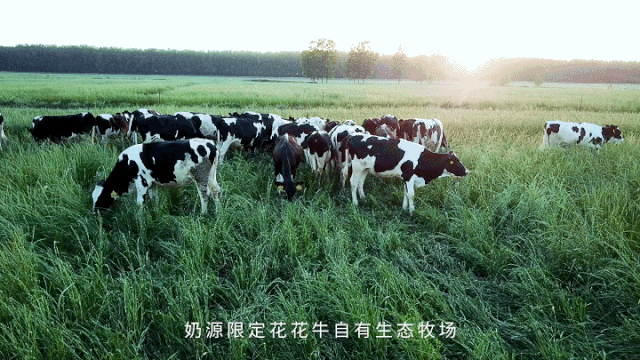 荣誉 | “百家牛场青贮质量评鉴活动”米兰app登录入口_米兰online(中国)新蔡瑞亚牧业、河南合源乳业分别荣获一、三等奖 荣誉 | “百家牛场青贮质量评鉴活动”米兰app登录入口_米兰online(中国)新蔡瑞亚牧业、河南合源乳业分别荣获一、三等奖